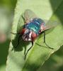 Lucilia sericata